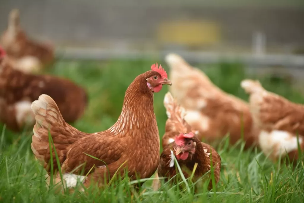 What Are The Basic Requirements To Start A Homestead? (land, Housing, Tools, Livestock, Seeds, Etc.) illness from chicken