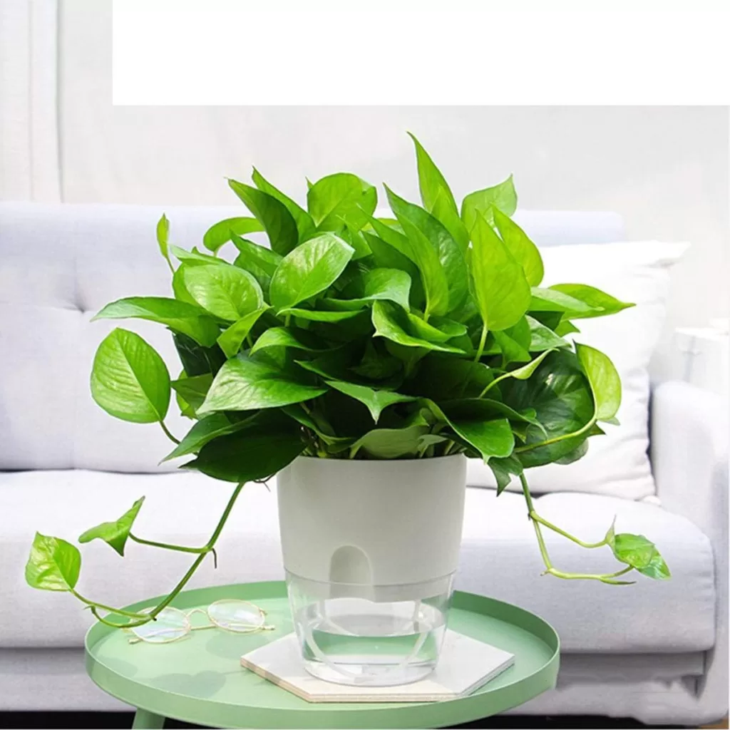 Vanavazon 6 Inch Self Watering Planter Pots for Indoor Plants, 3 Pack African Violet Pots with Wick Rope-White Vanavazon 6 Inch Self Watering Planter Pots for Indoor Plants, 3 Pack African Violet Pots with Wick Rope-White